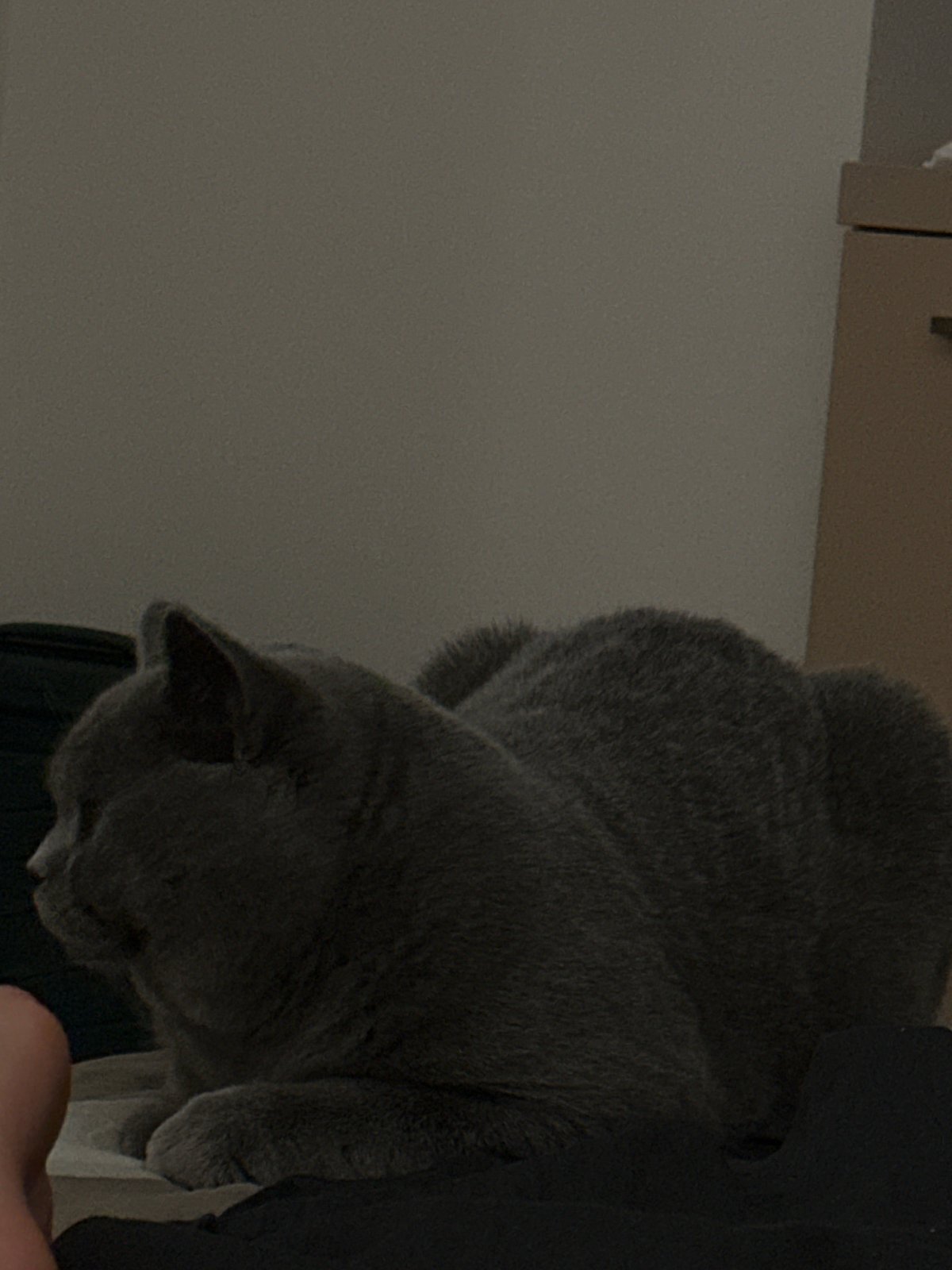 Grey British Shorthair explores a dimly lit room