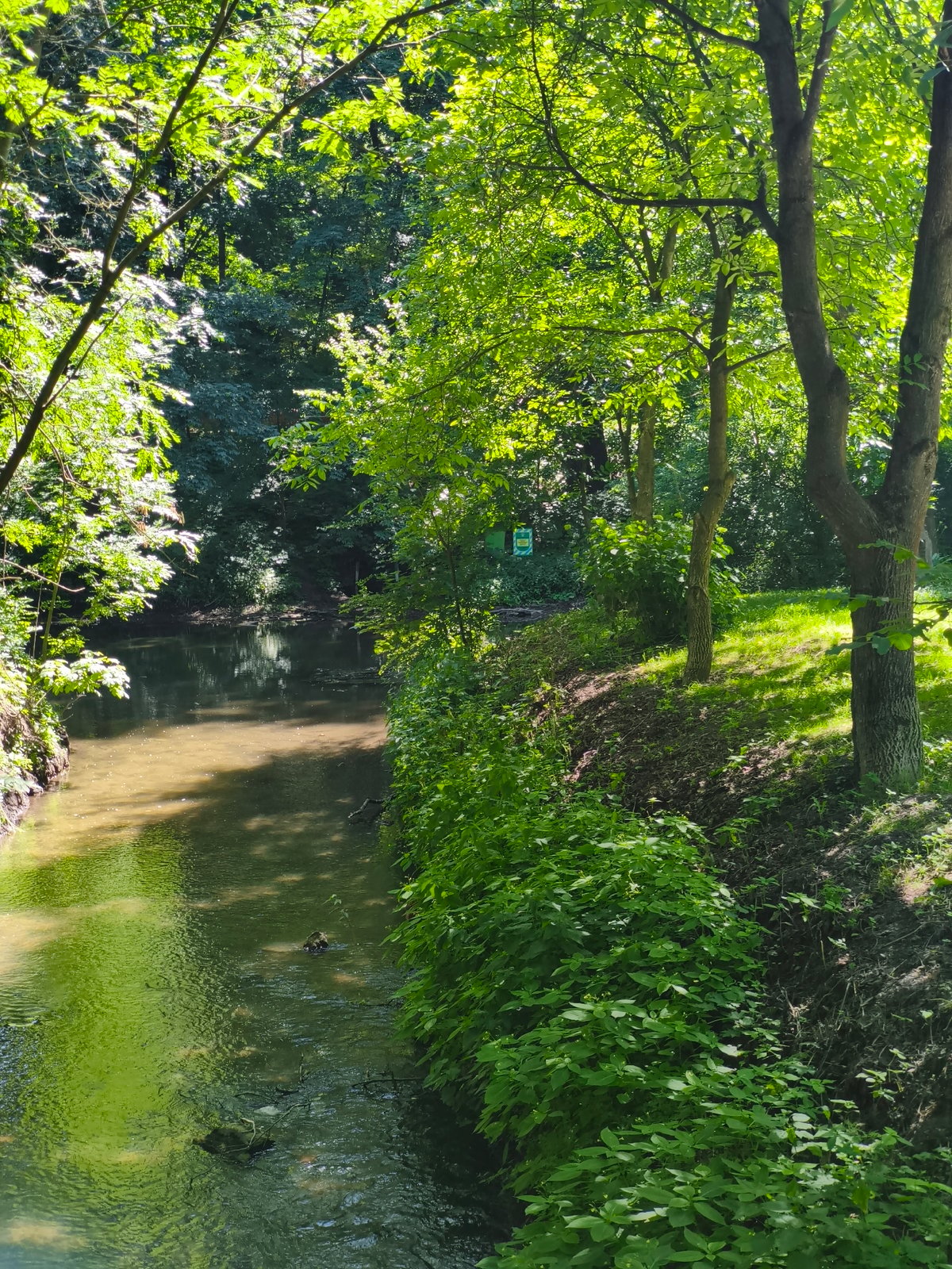 Murky woodland stream winding through dense forest near Ternopil
