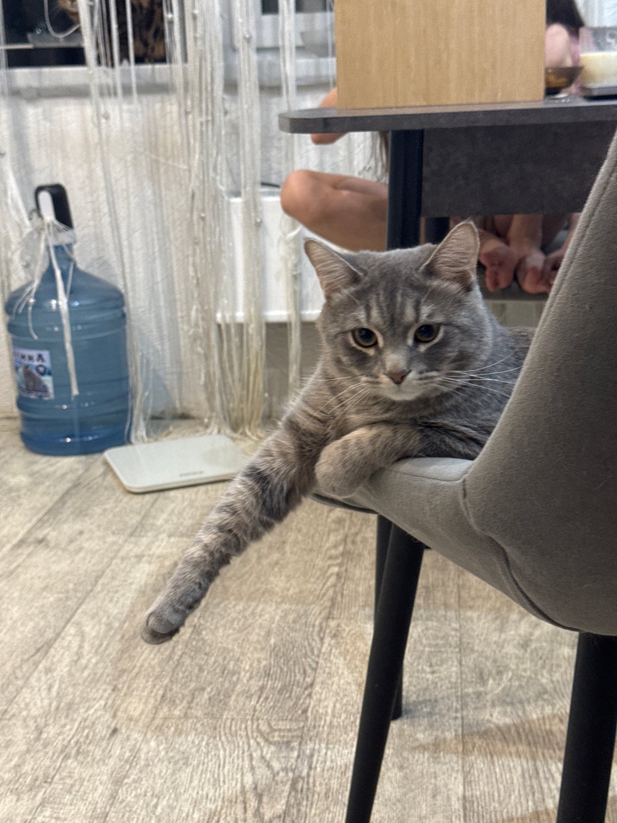 Cats observed lounging indoors in various positions over two minutes