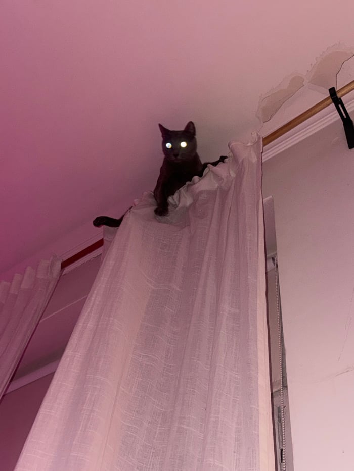 Cat perches on curtain rod under purple lighting in Moscow