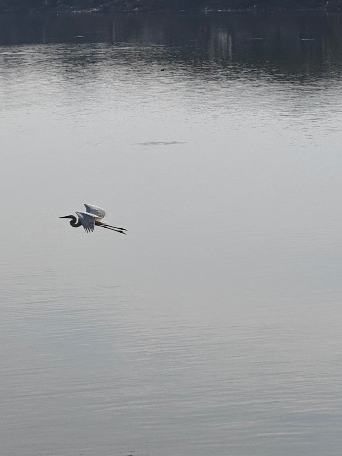 Birds and fisherman share quiet morning waters in Lhokseumawe