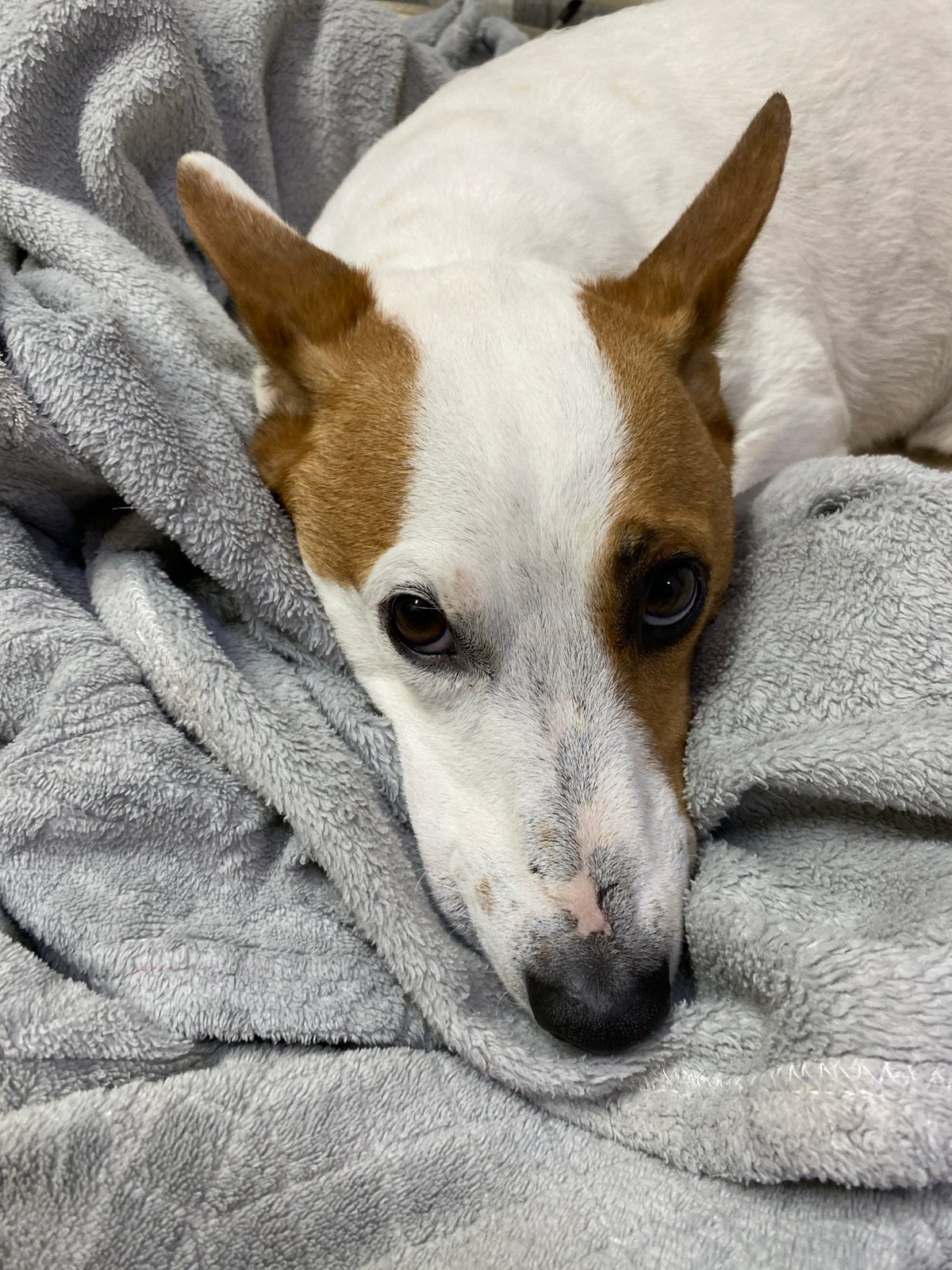 Jack Russell Terrier napping on a gray blanket in Krasnodar