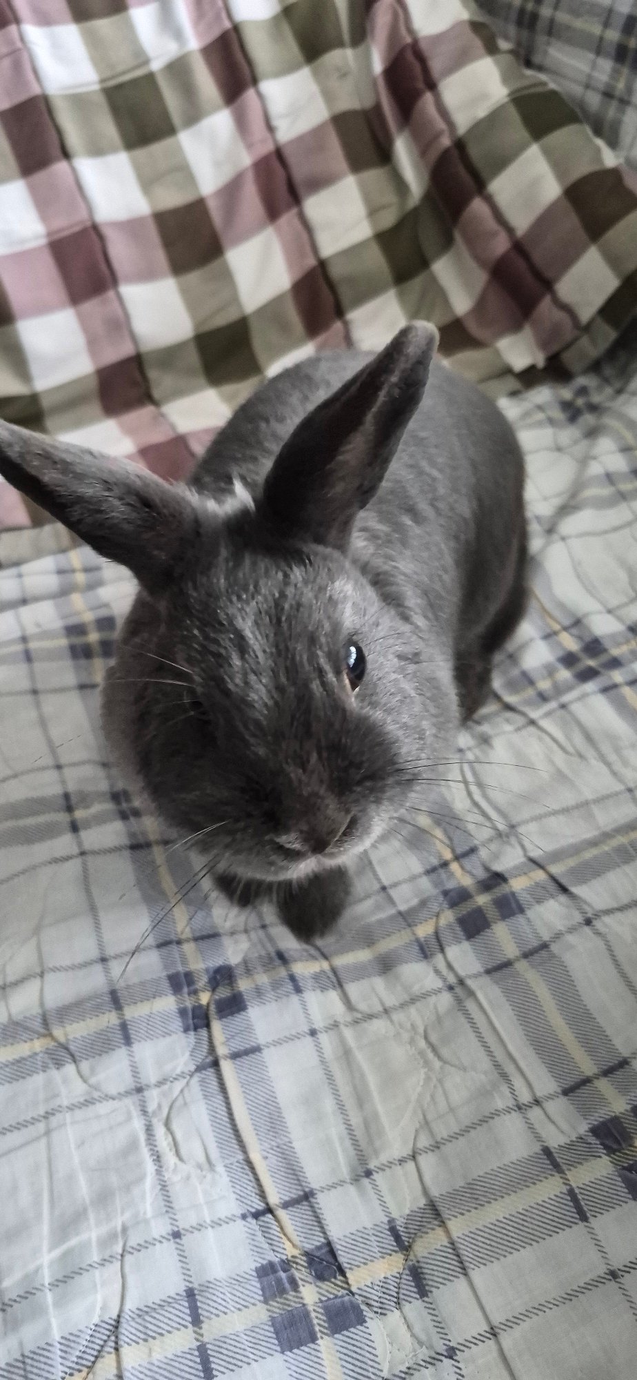 Gray rabbit snacks on carrots across a wooden floor in Ussurijsk