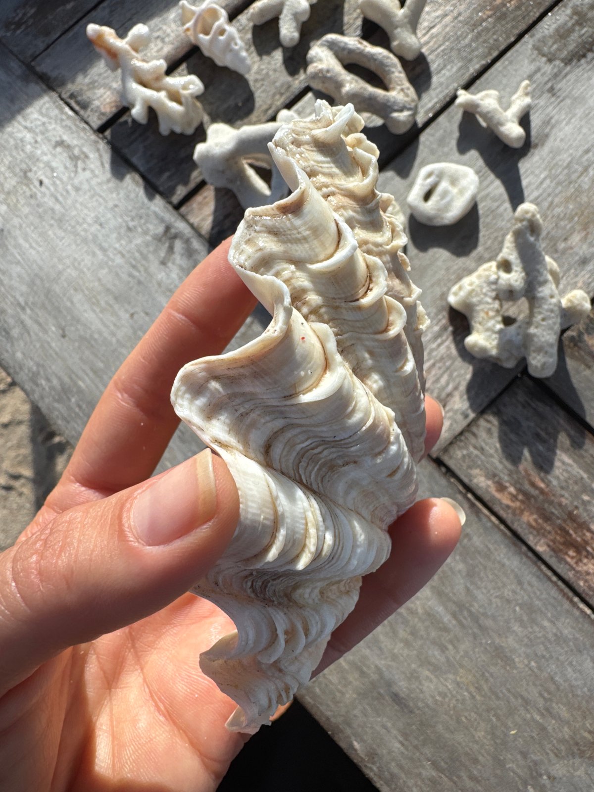Young man enjoys coffee, examines seashells at Indonesian beach