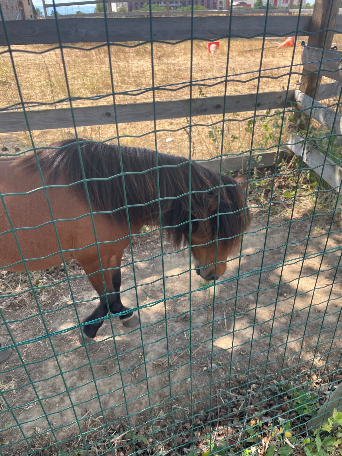 Gym workout and horse visit in Saint-Galmier on a summer afternoon