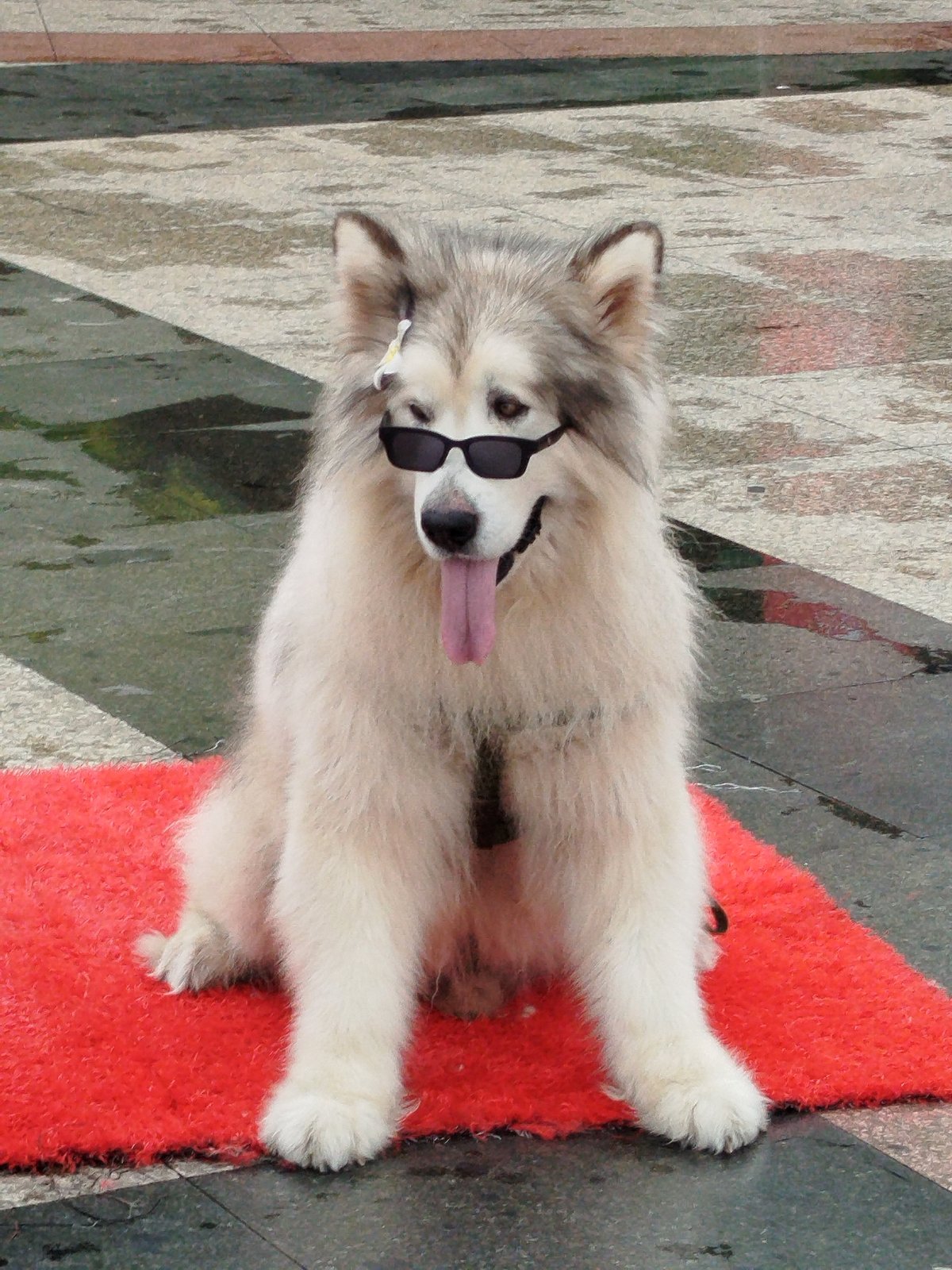 Tourist dogs in sunglasses, costumed vendors enliven Da Lat streets