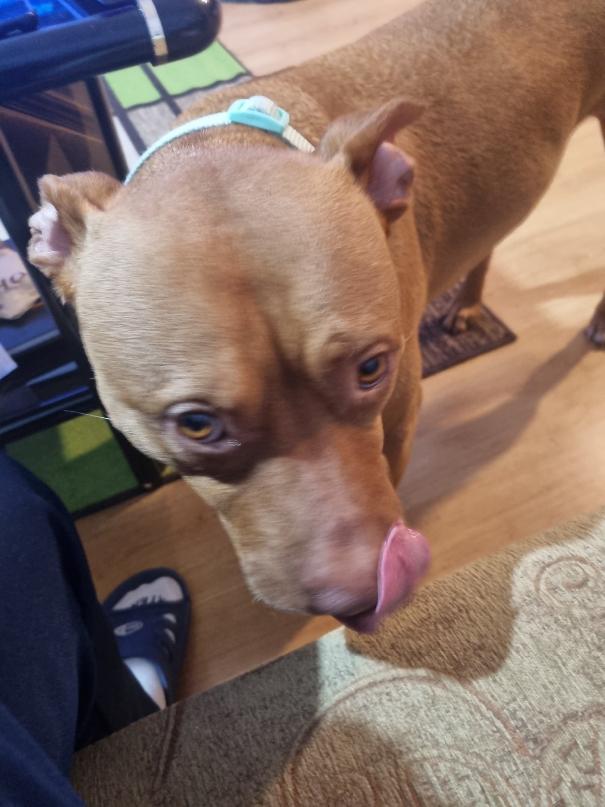Dog and guinea pig captured in playful indoor moments