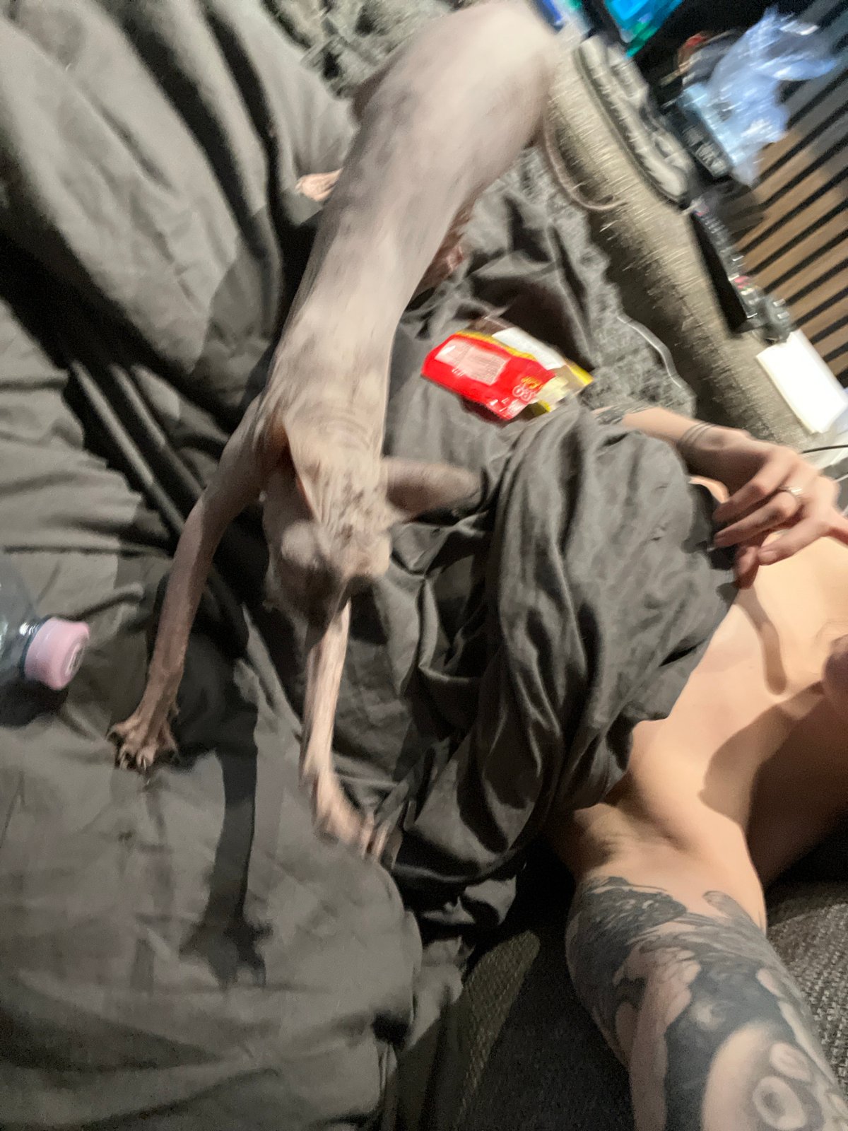Person relaxes with hairless cat on couch in Khimki