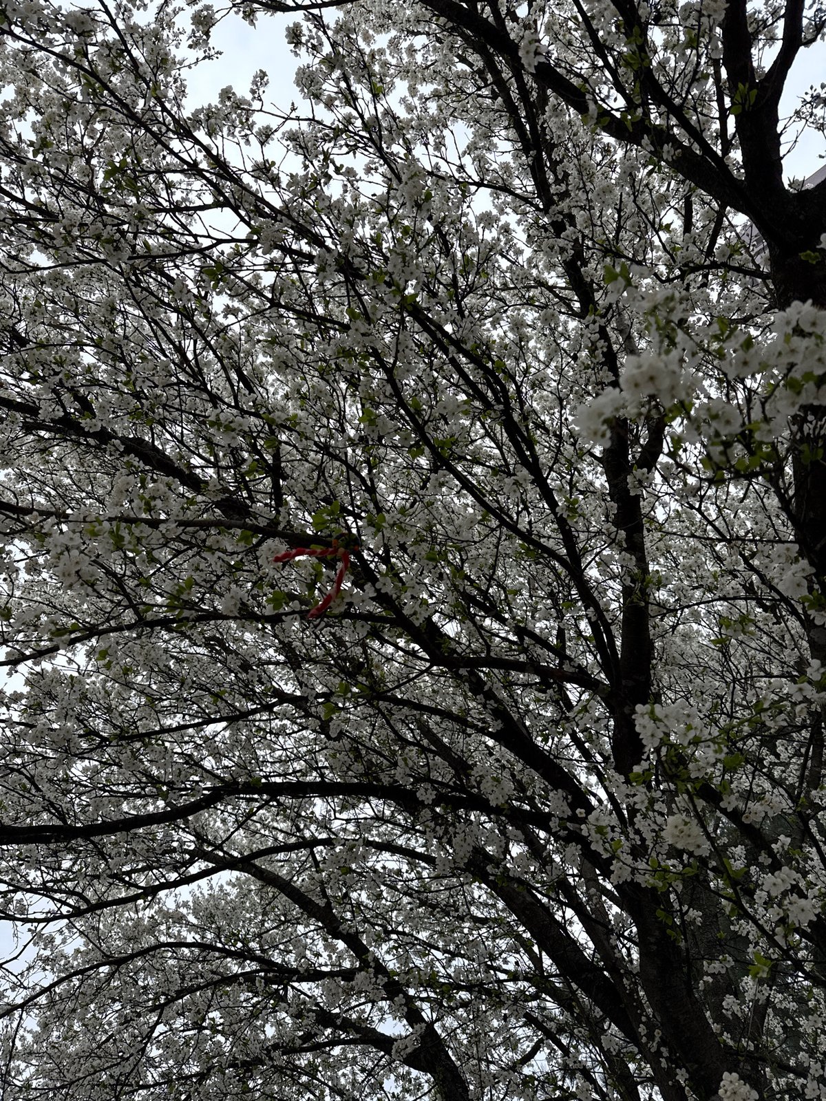 Spring blossoms display traditional Martenitsi decorations in Sofia