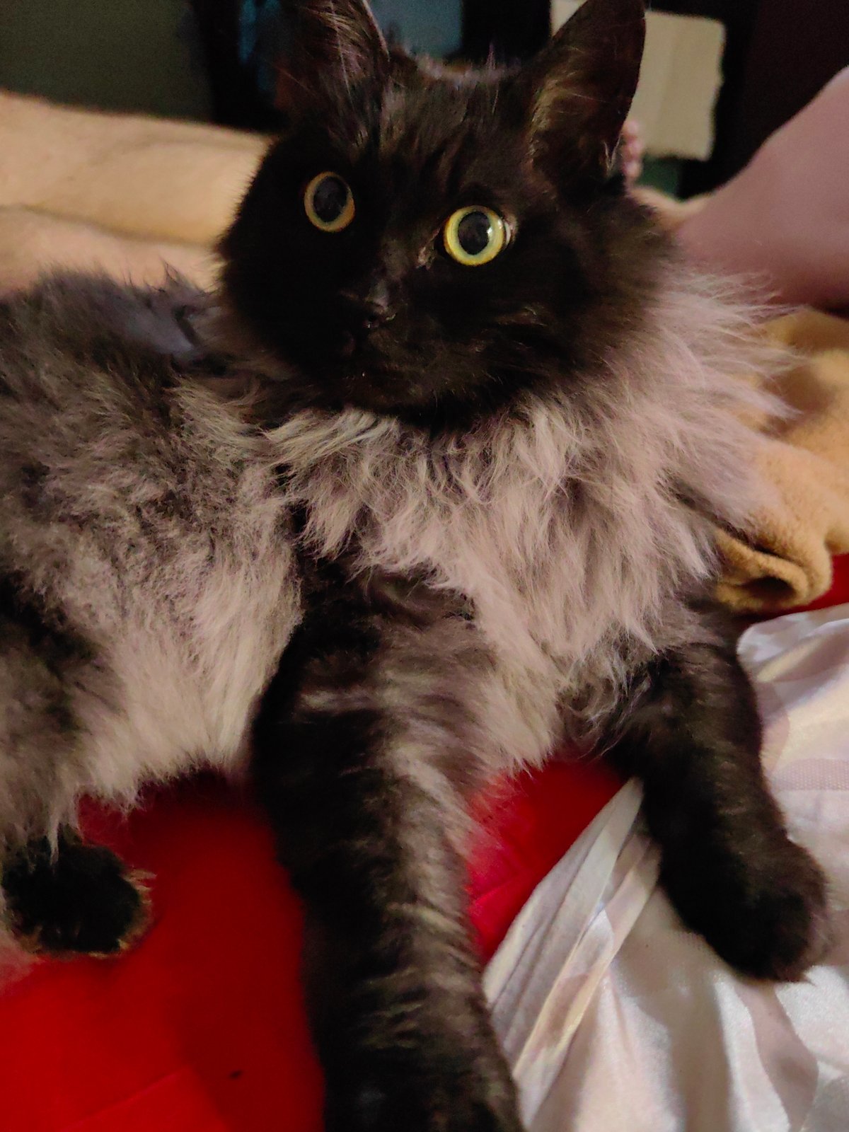Evening domestic scene with fluffy cat documented in Sochi