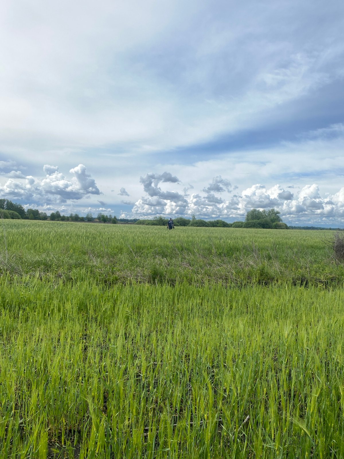 Metal detecting activity observed in Ukrainian agricultural fields