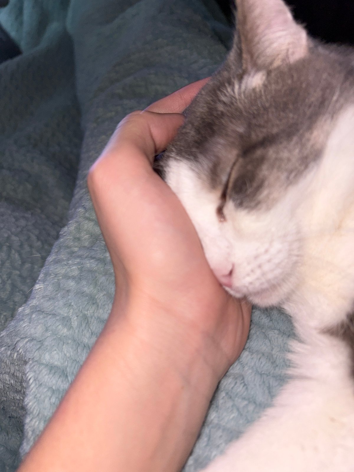 Cat sleeps peacefully on human hand in Russian city