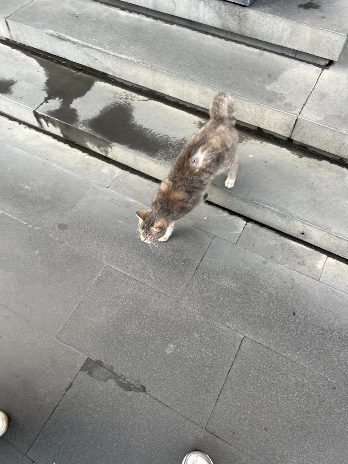 Calico cat spotted on wet pavement in Yerevan