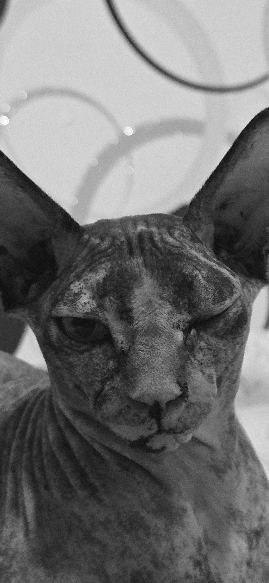 Black and white cat portraits from Baku, up close and unhurried