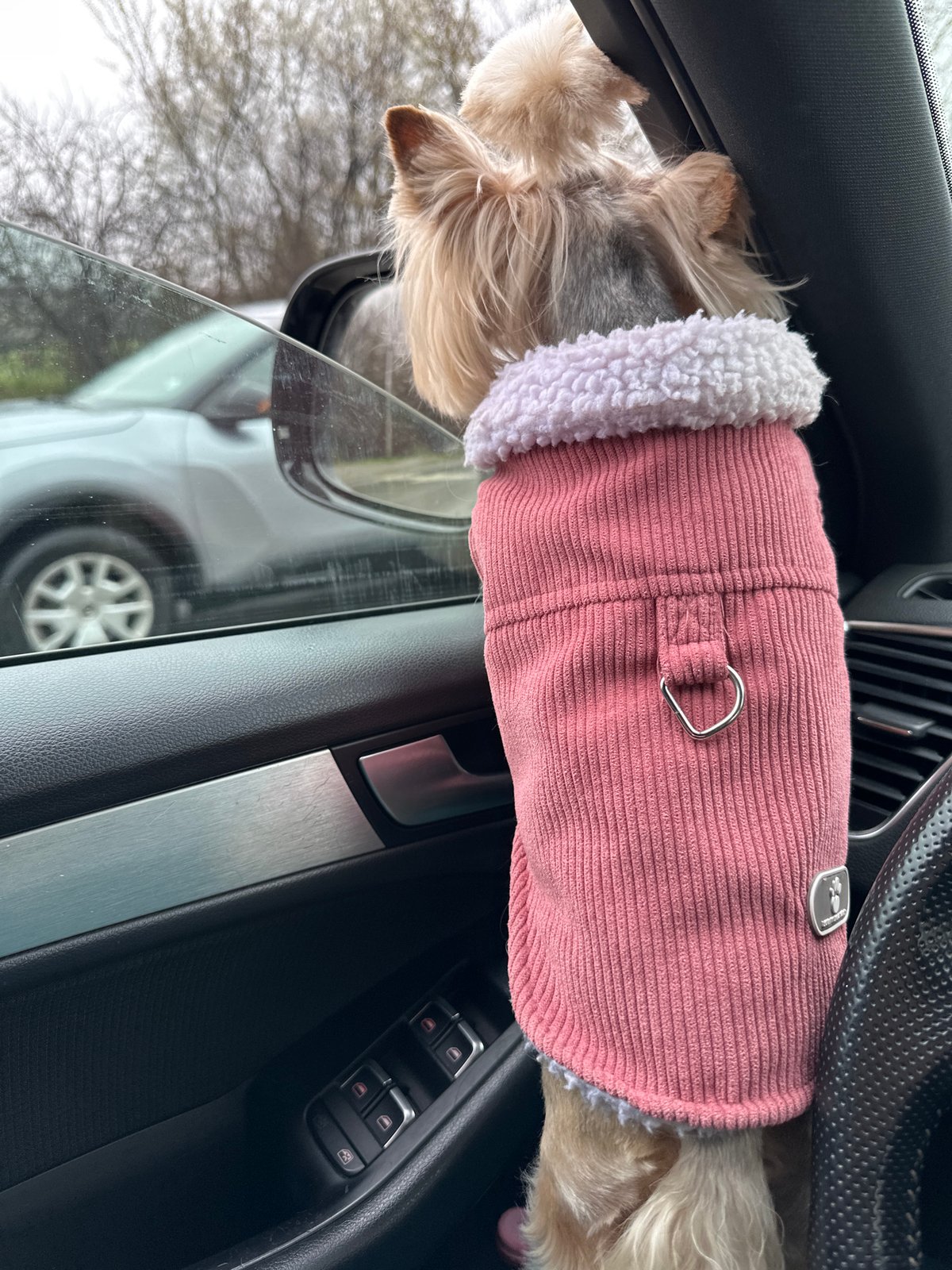 Small dog in pink coat spotted in car in Sofia
