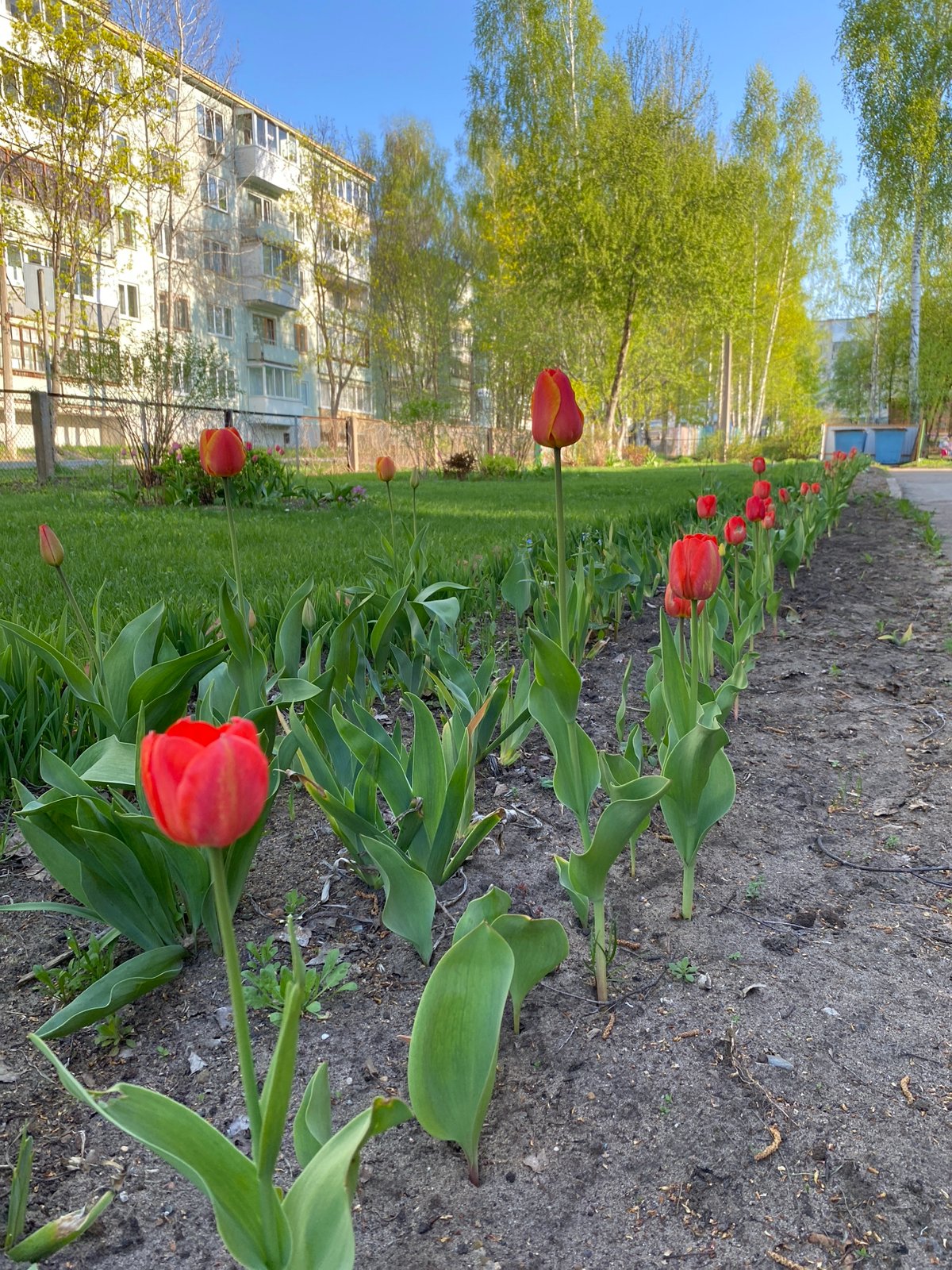 Red tulips bloom in residential area in Noviy, Russia