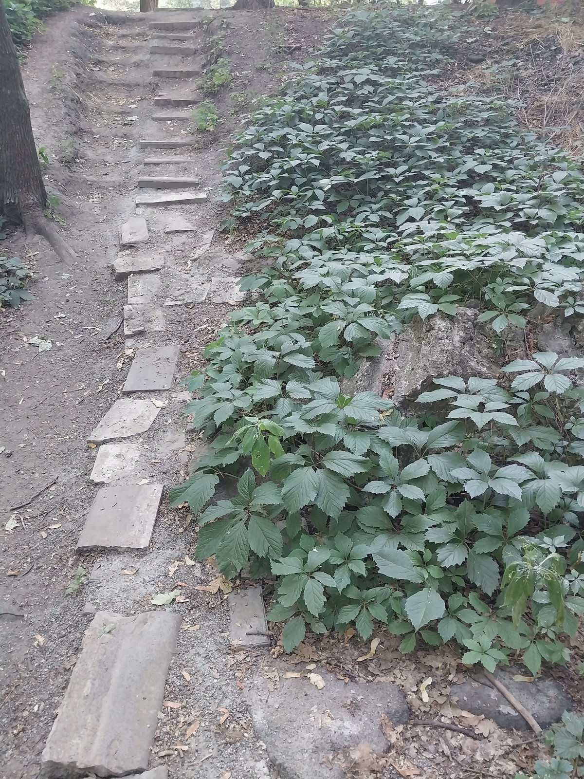 Summer morning in a Dnipro park — wildflowers, birds, and paths