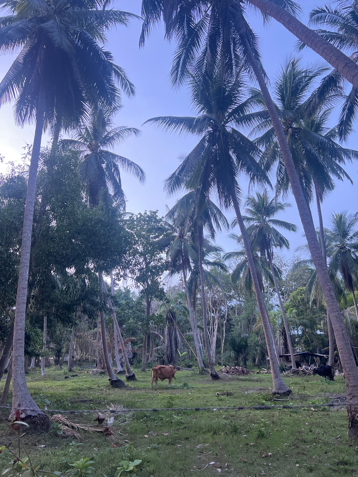 Koh Phangan morning: roads, forest, cows, and everyday island life