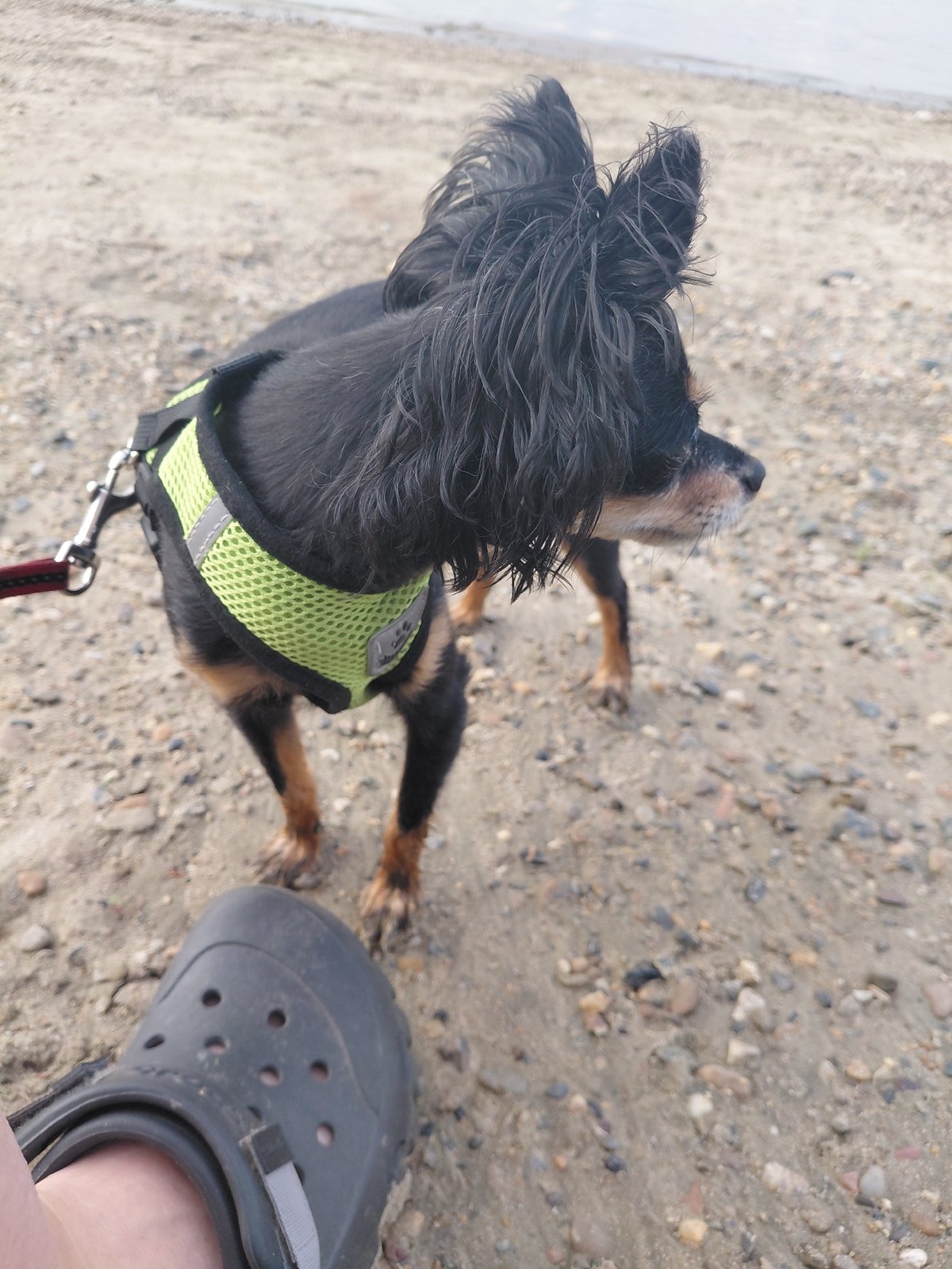 Afternoon at the Ob River beach, Novosibirsk, dogs in tow