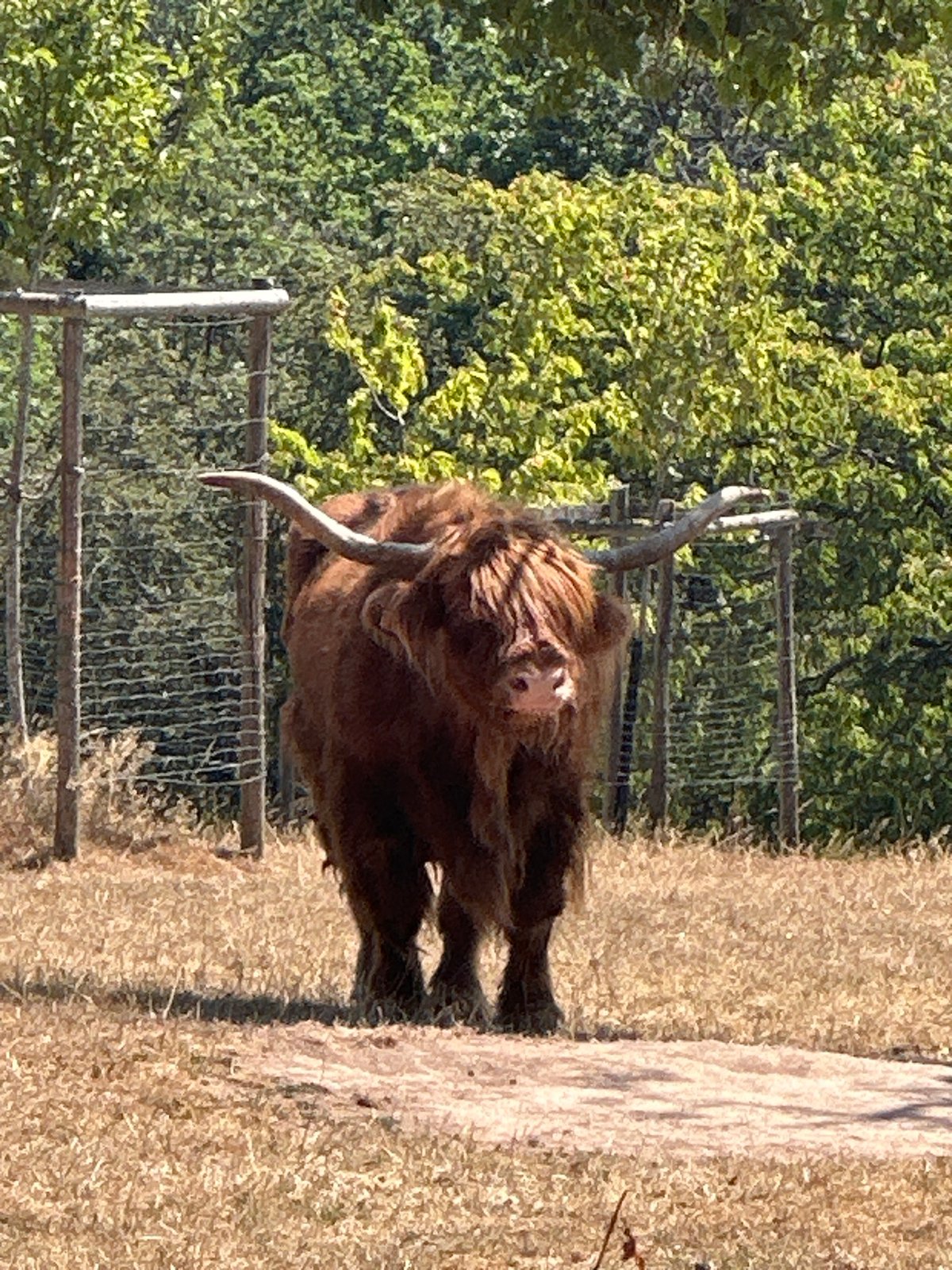 Hay bales, Highland cows, and a summer field in Tandel