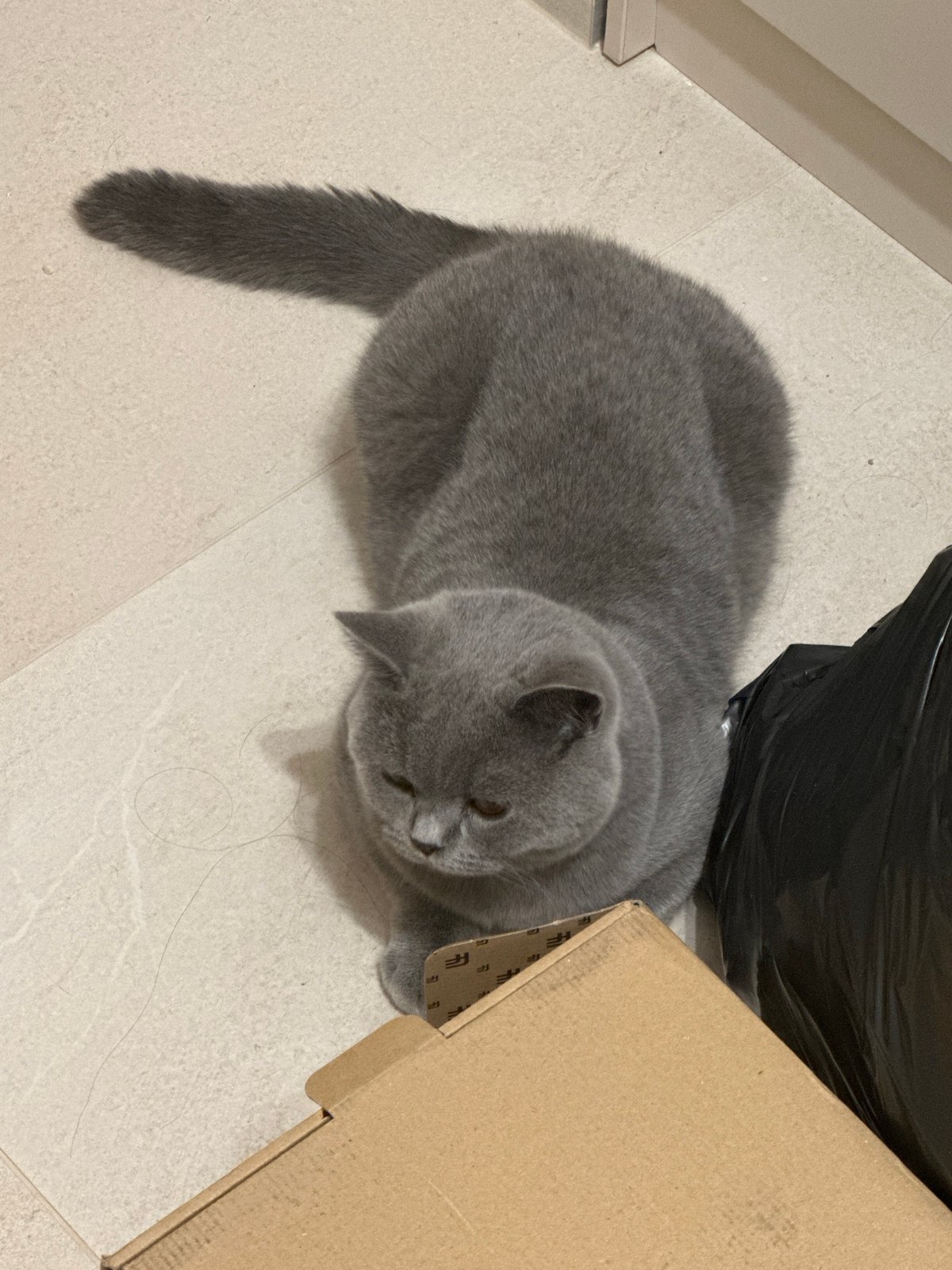 British Shorthair cat relaxing in various indoor spots