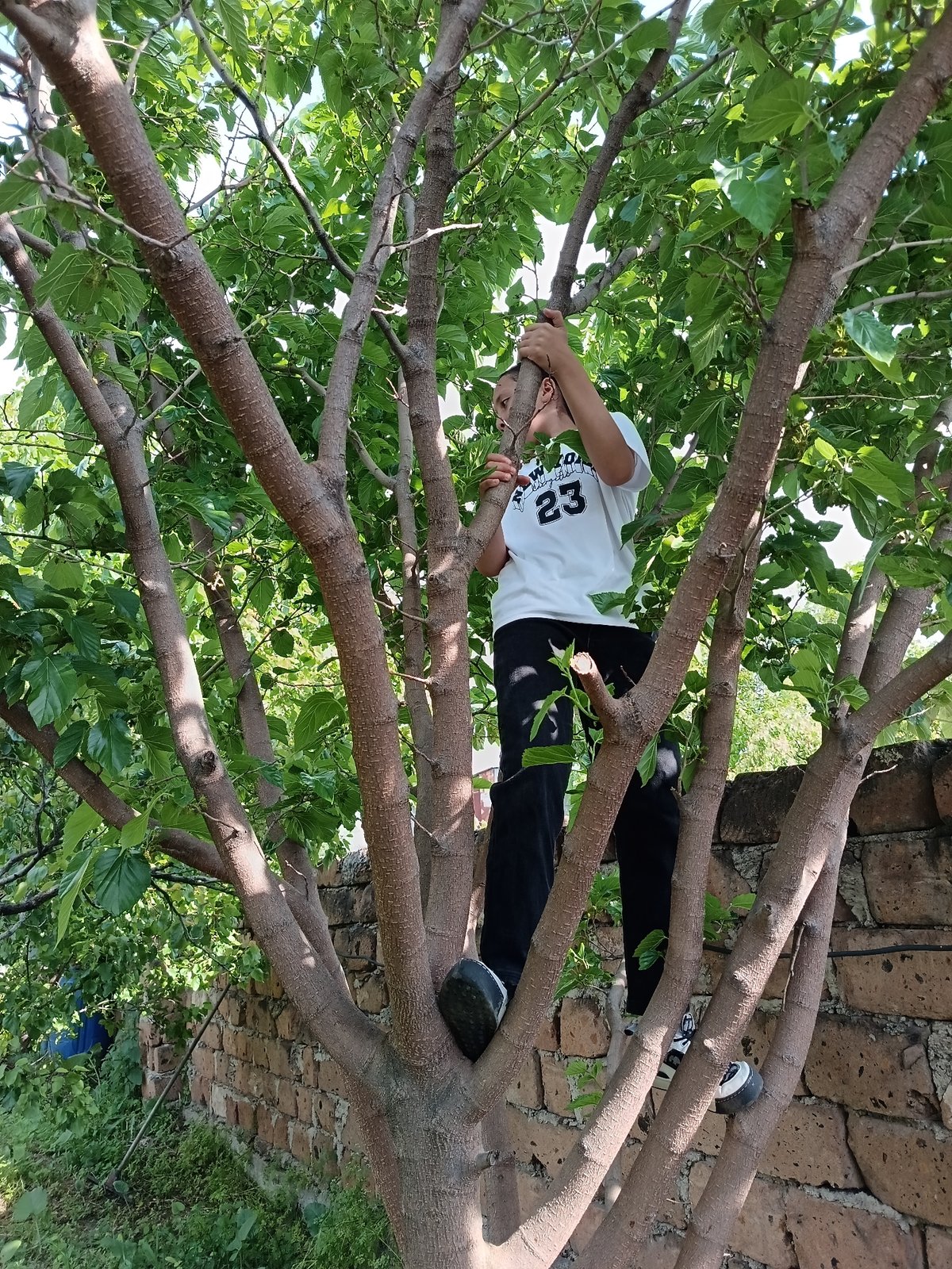 Young person in numbered jersey climbs tree