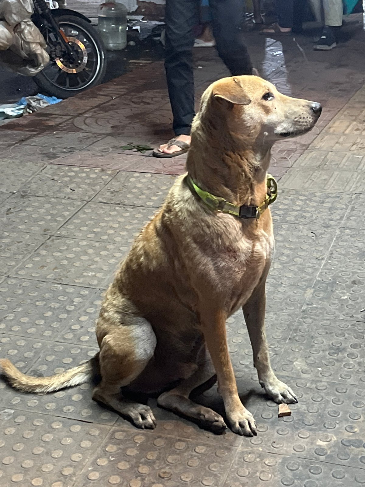 Dog rests on Dhaka sidewalk near fruit vendor