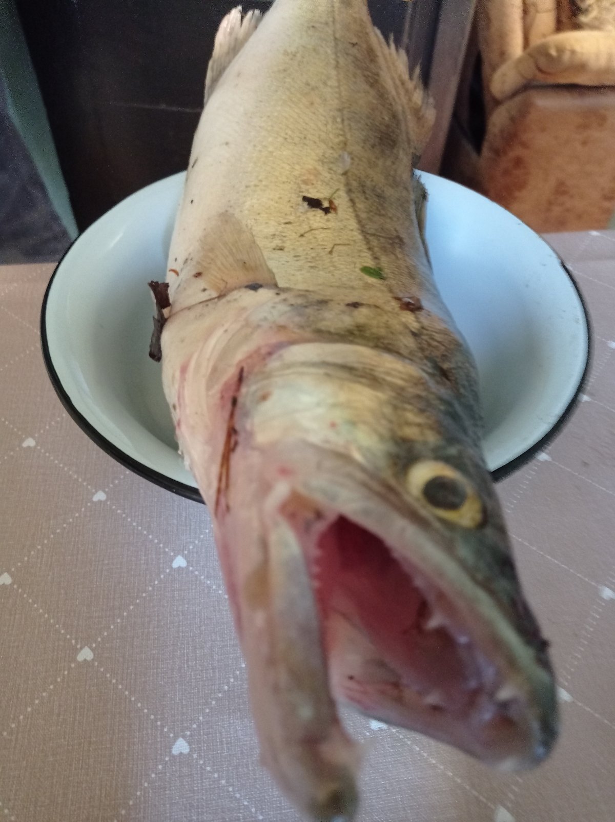 Angler displays fresh catch including large pikeperch in Degtyarsk
