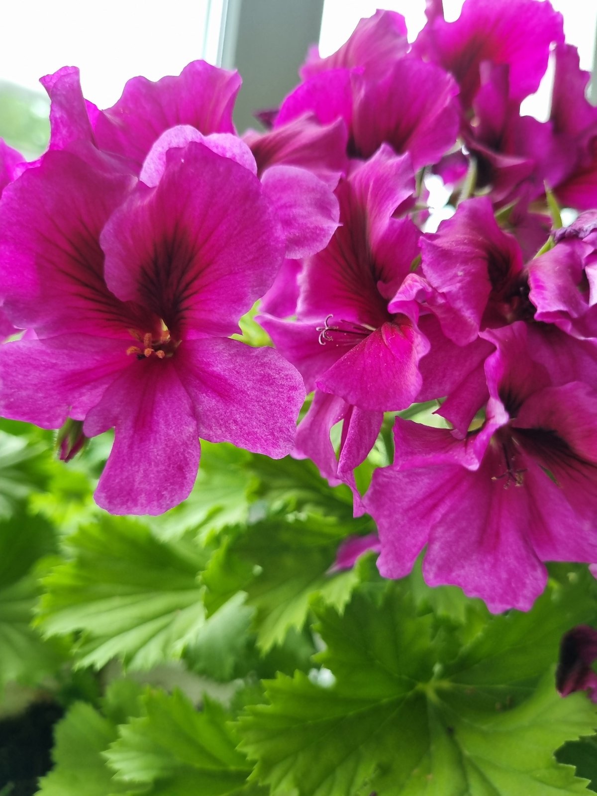 Purple geraniums photographed in close-up in Kemul, Russia