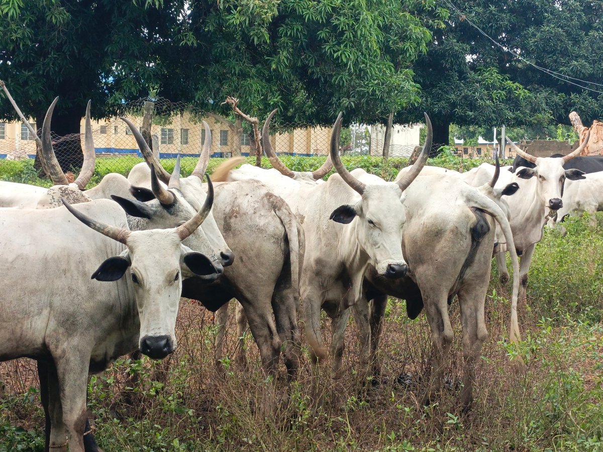 Horned cattle herd grazing near an institutional building