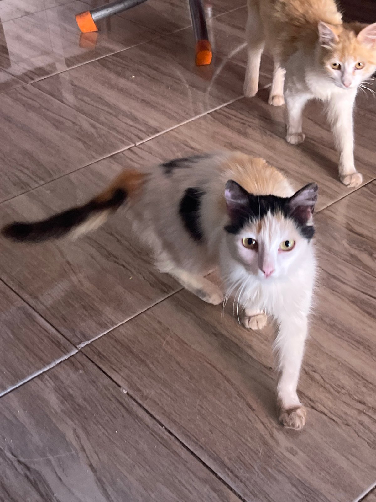 Morning life documented in Ouaouizert: cats, tea, traditional streets