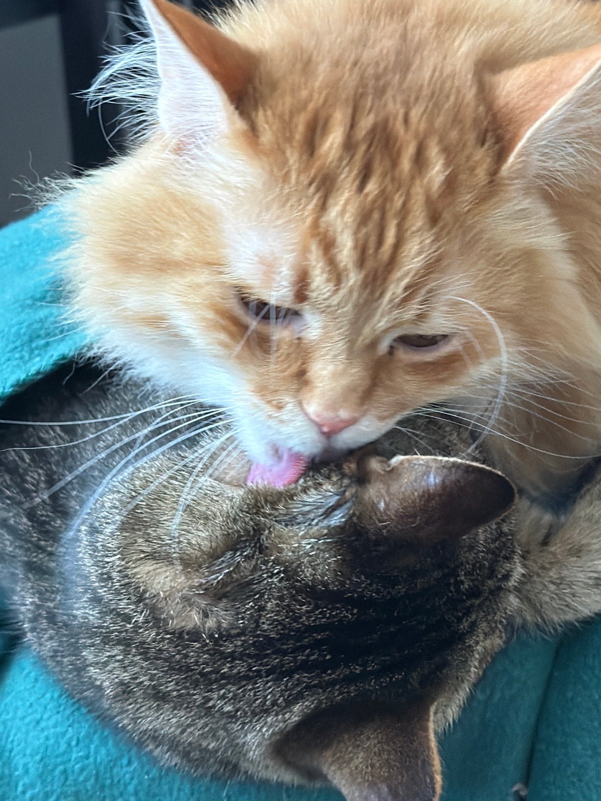 Cats grooming, dog walks captured in Belgrade neighborhood Tuesday
