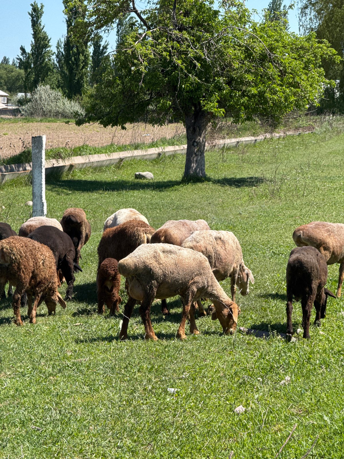 Sheep graze in field near Burana, Kyrgyzstan