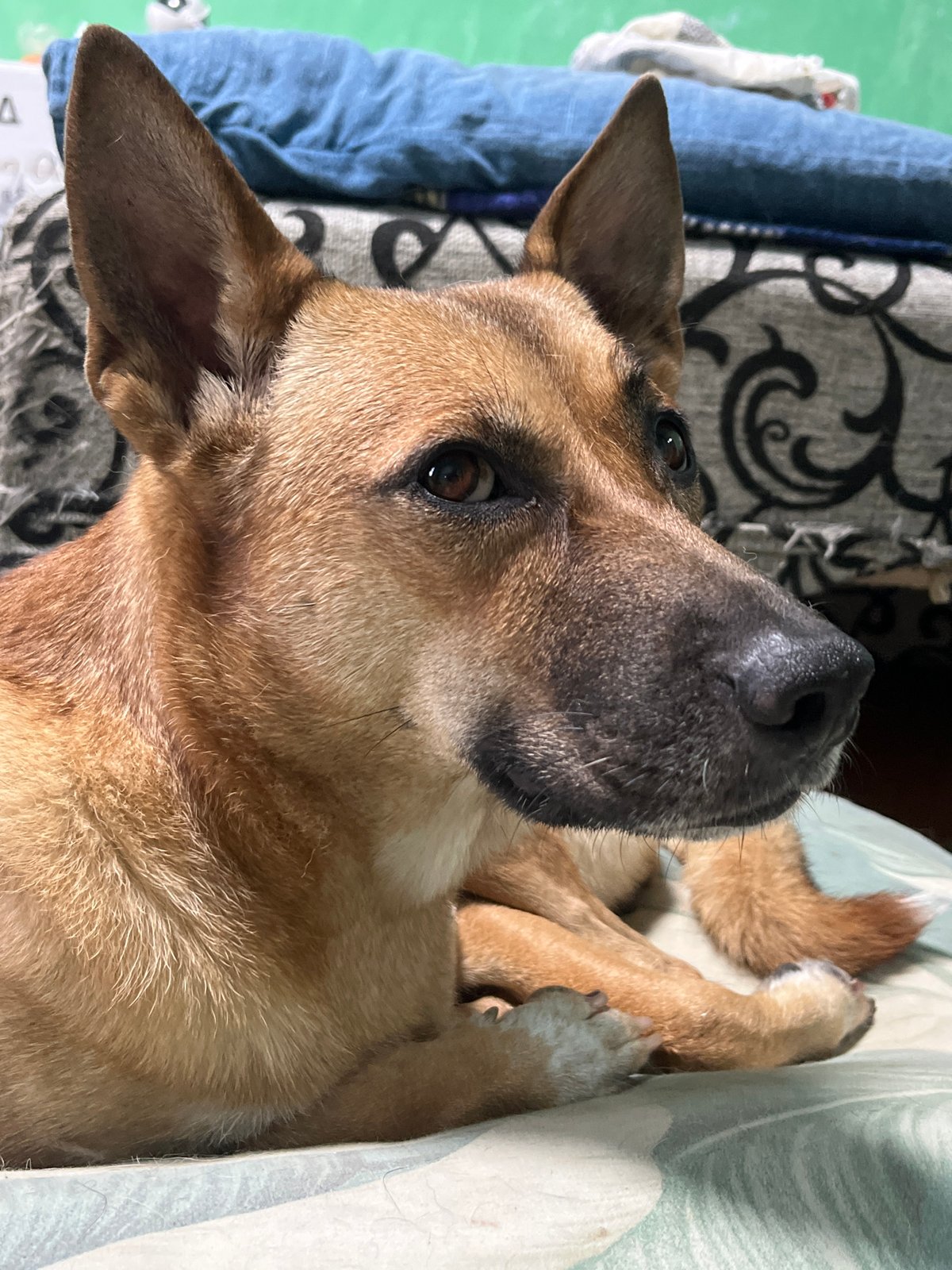 Lazy afternoon with German Shepherds at home in Nizhny Tagil