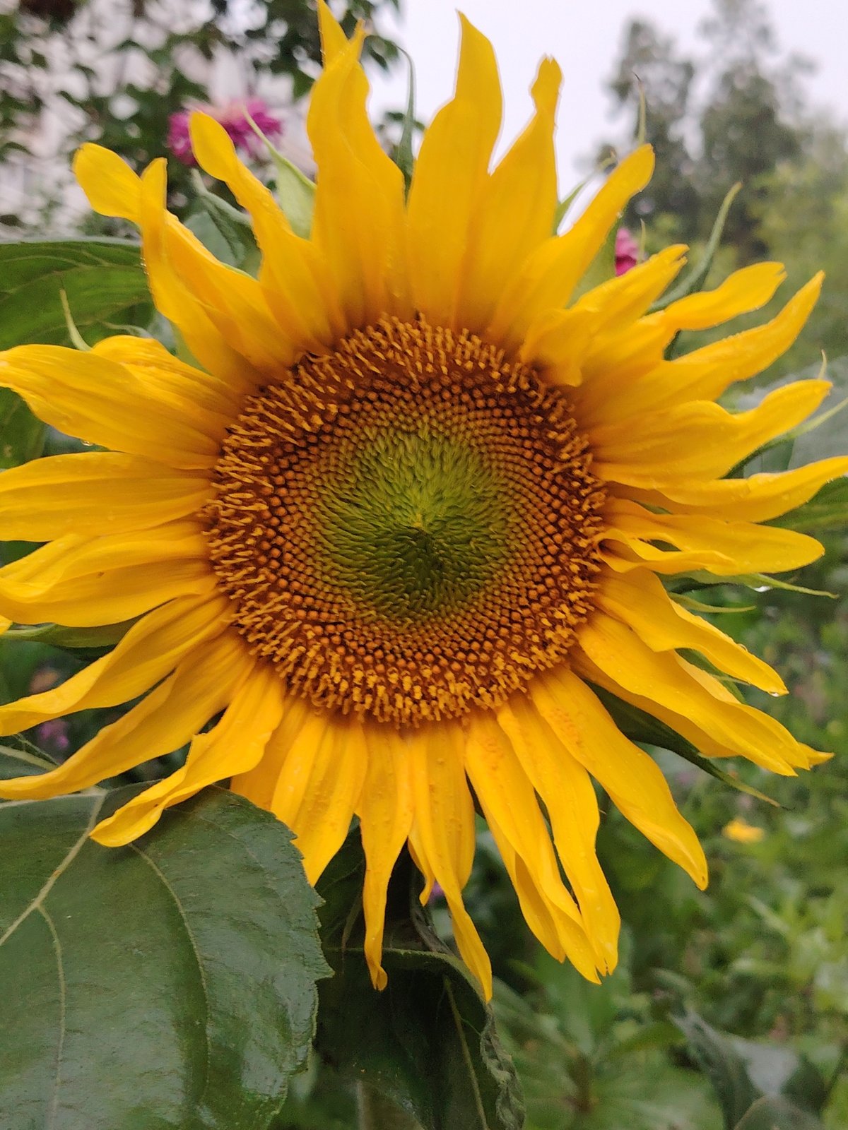 Sunflower close-up and a selfie in Chaikovsky, Russia