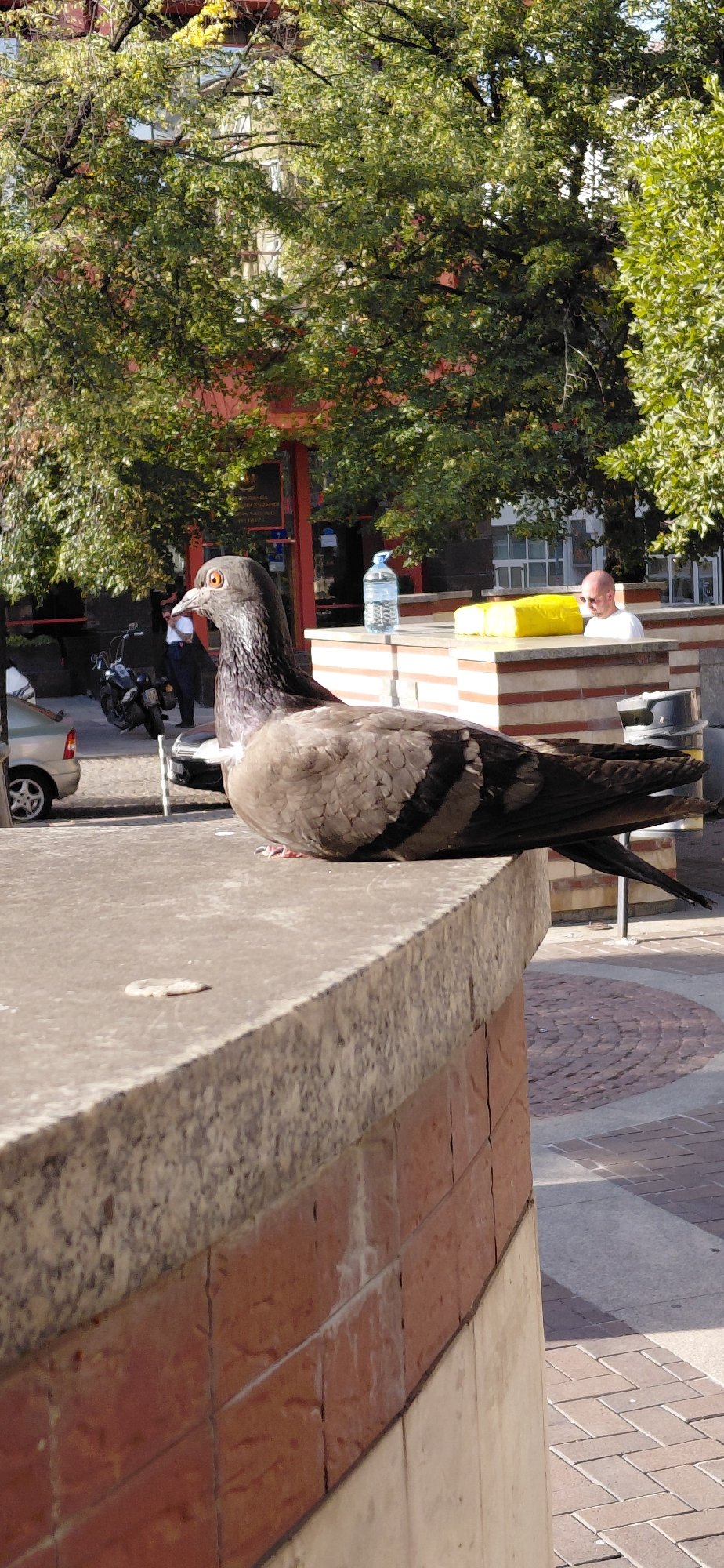 Pigeons and smoke clouds on a Sofia afternoon