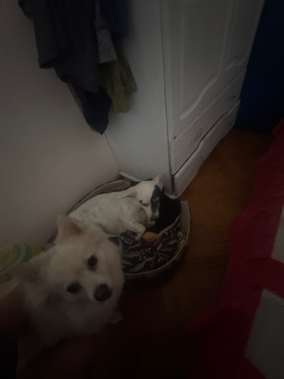 White fluffy dog photographed with second pet in Sofia home