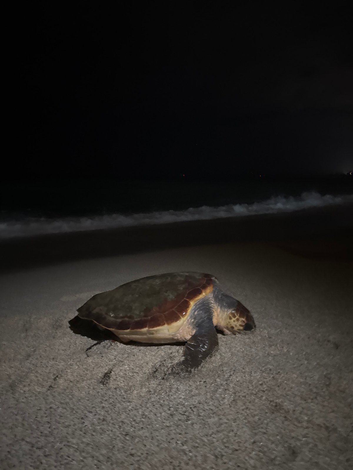 Sea turtle spotted on Alanya beach at night