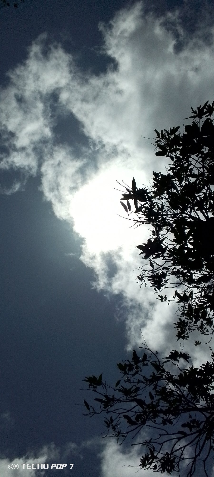 Observer documents sunlight through trees in Altagracia, Venezuela