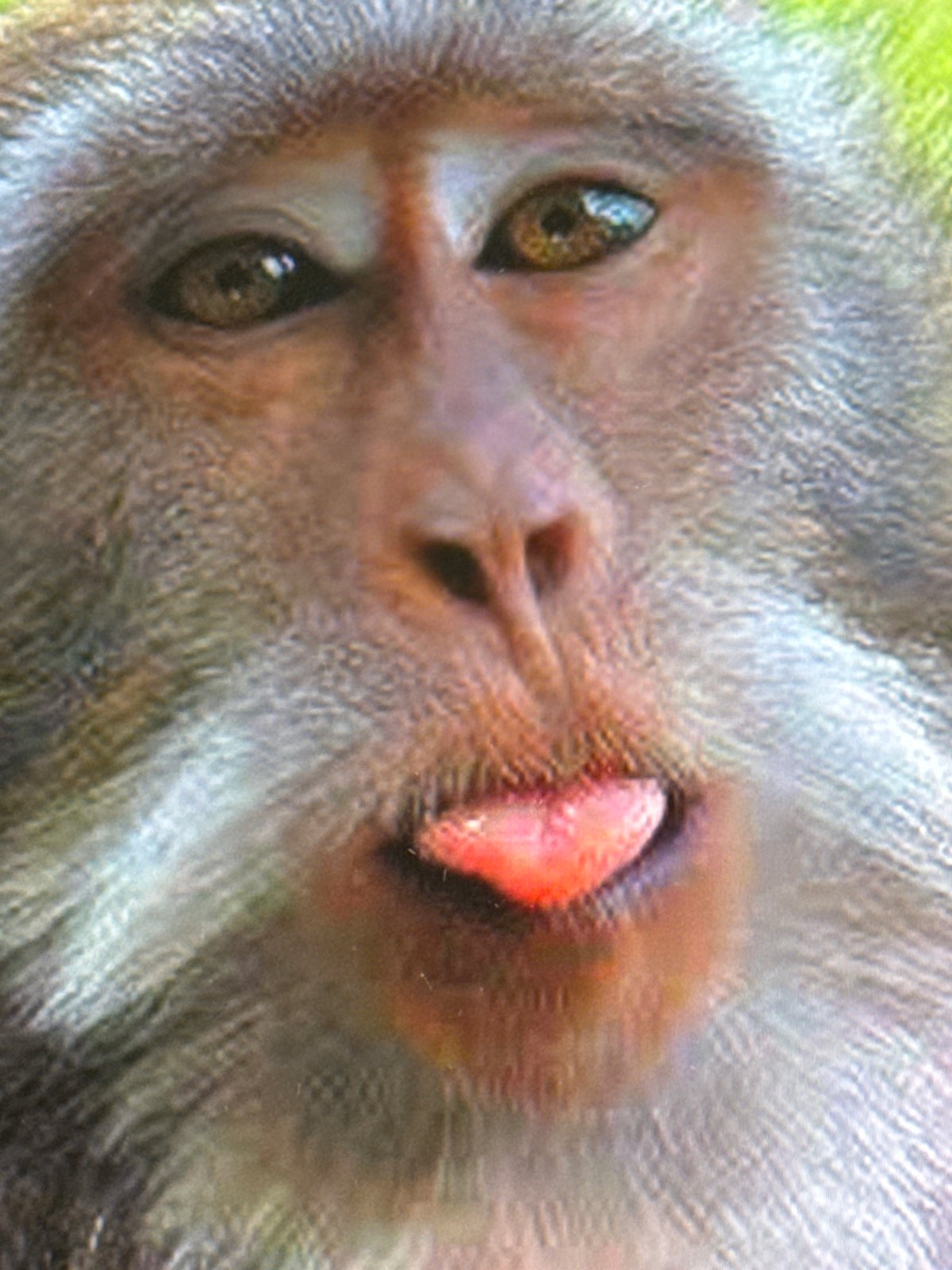 Macaques up close in an Indonesian forest