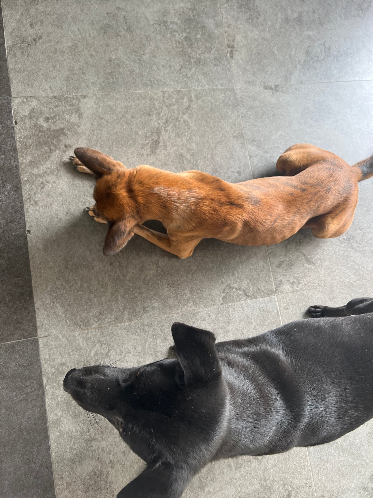 Dogs and a Ganesha statue at a North Kuta property