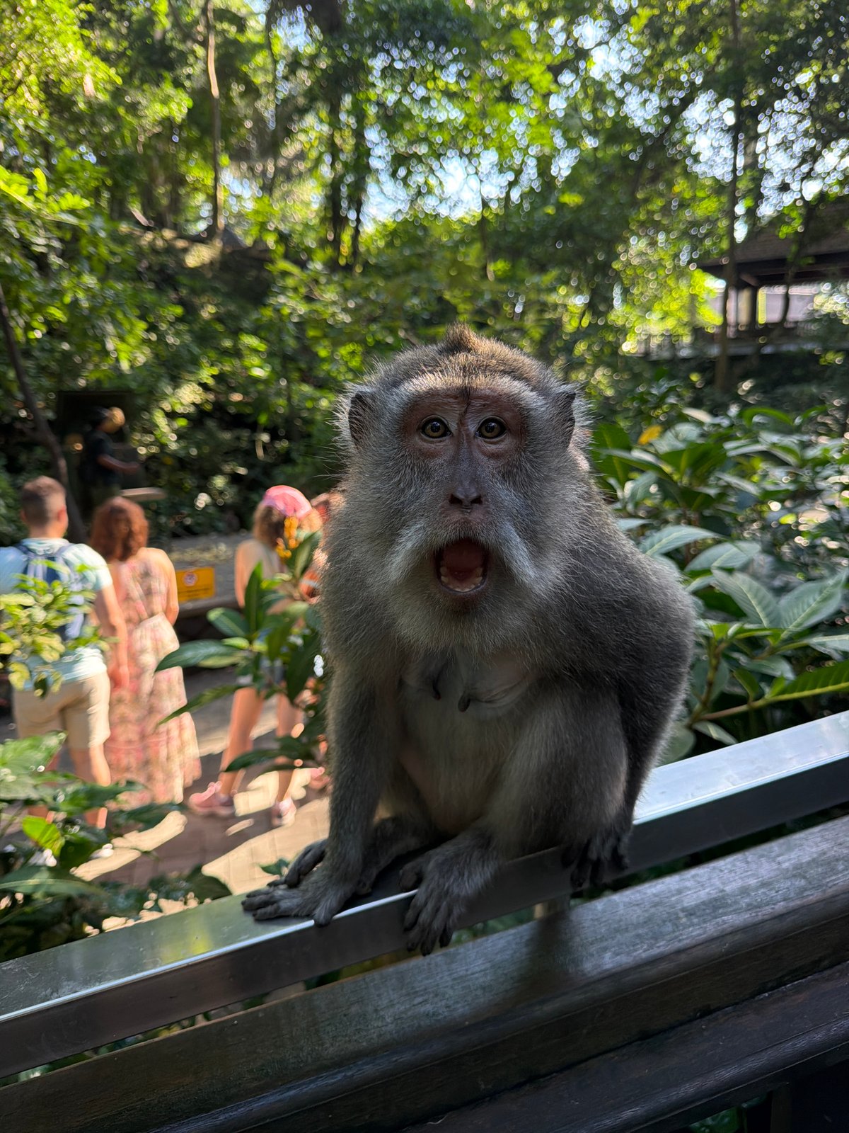 Macaques and ancient temples inside Ubud's Monkey Forest