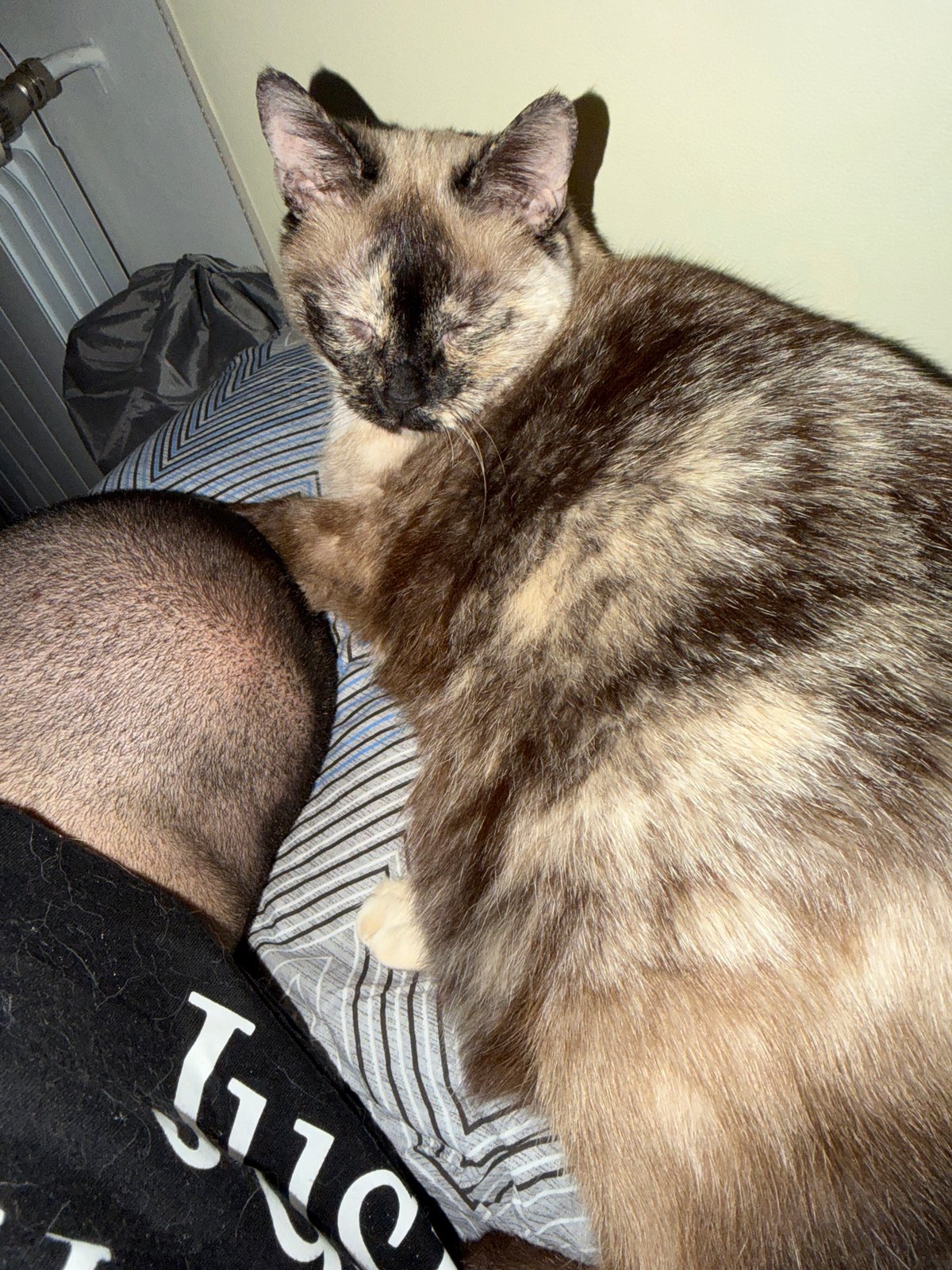 Cat rests on person's head and chest in Sofia