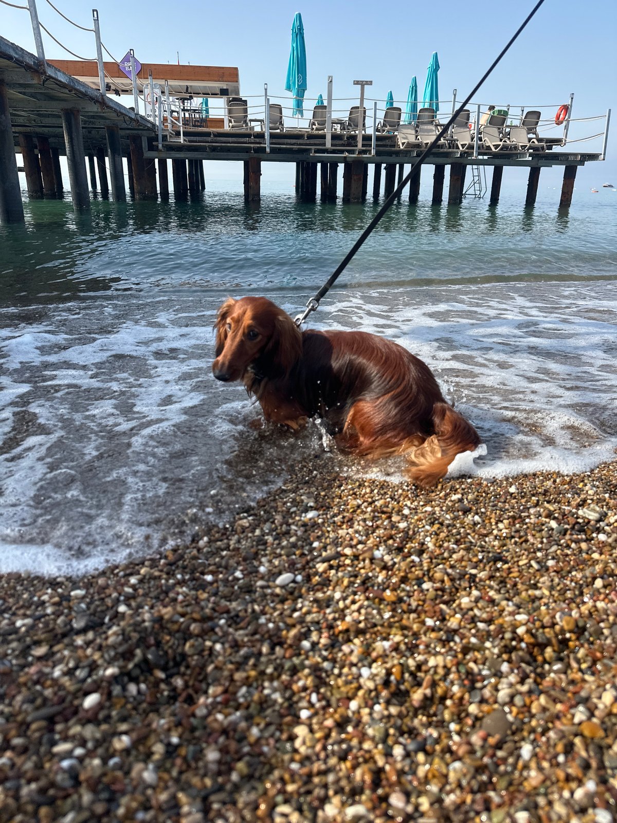 Dachshund Takes Early Morning Dip at Antalya Beach