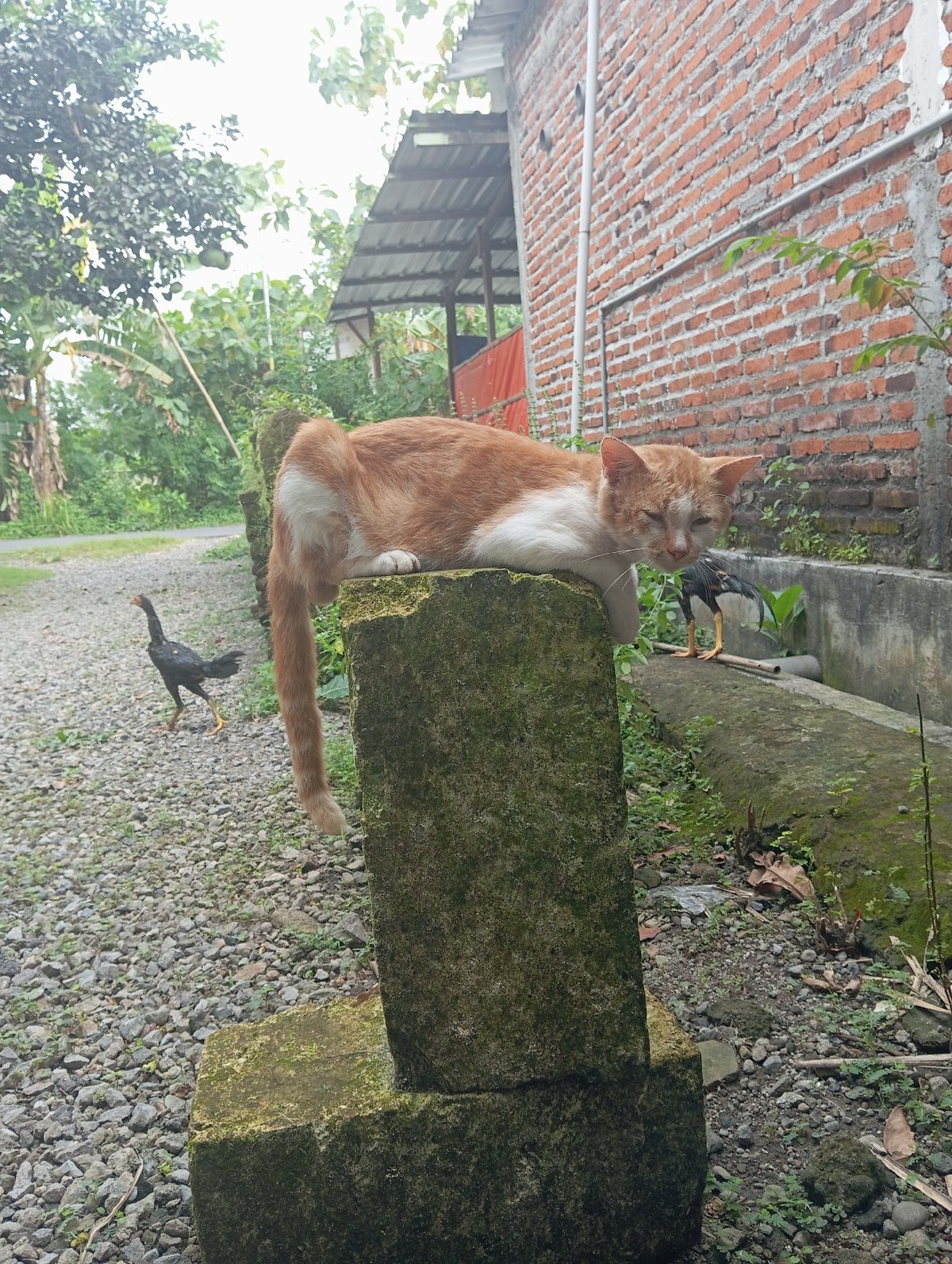 Morning domestic life documented in Baron, Indonesia households