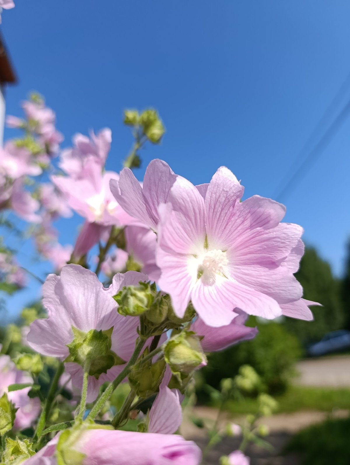 Wildflowers up close in a Chaikovsky summer field