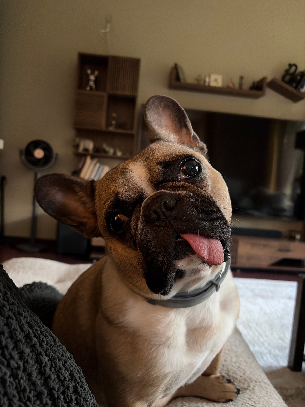 French Bulldog and Porsche SUV documented in Sofia