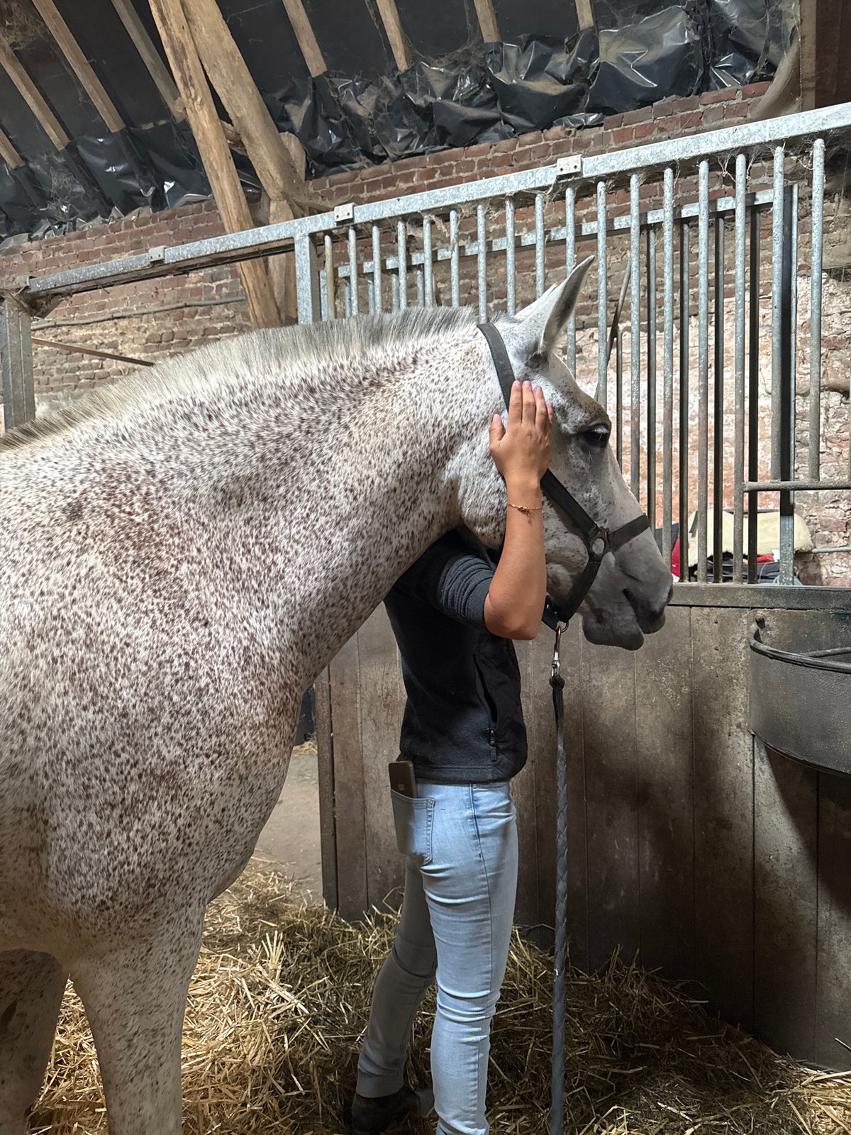 Dappled grey horse in a Belgian stable, mid-afternoon care