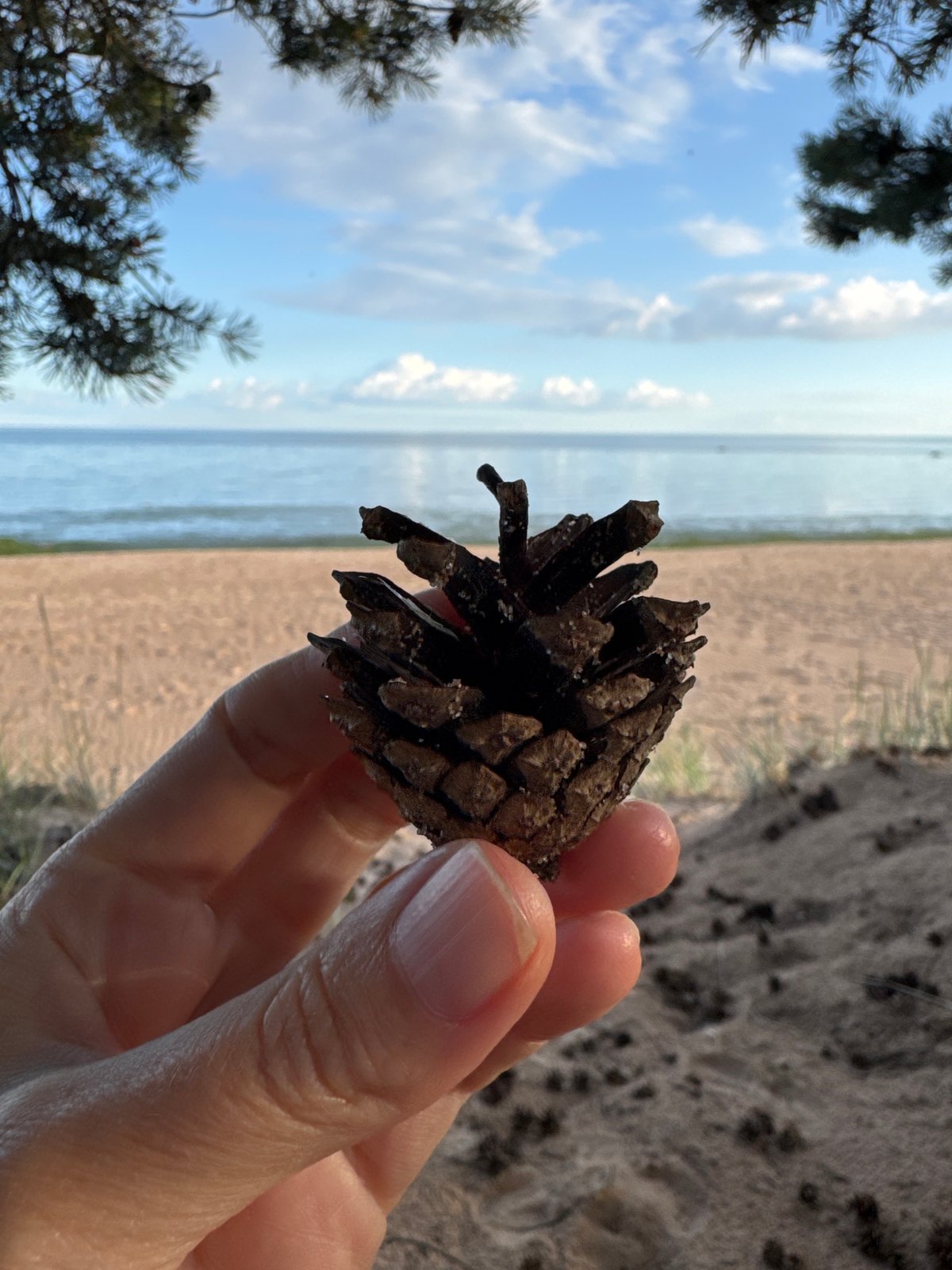 Pinecone held up against a sandy Russian shoreline