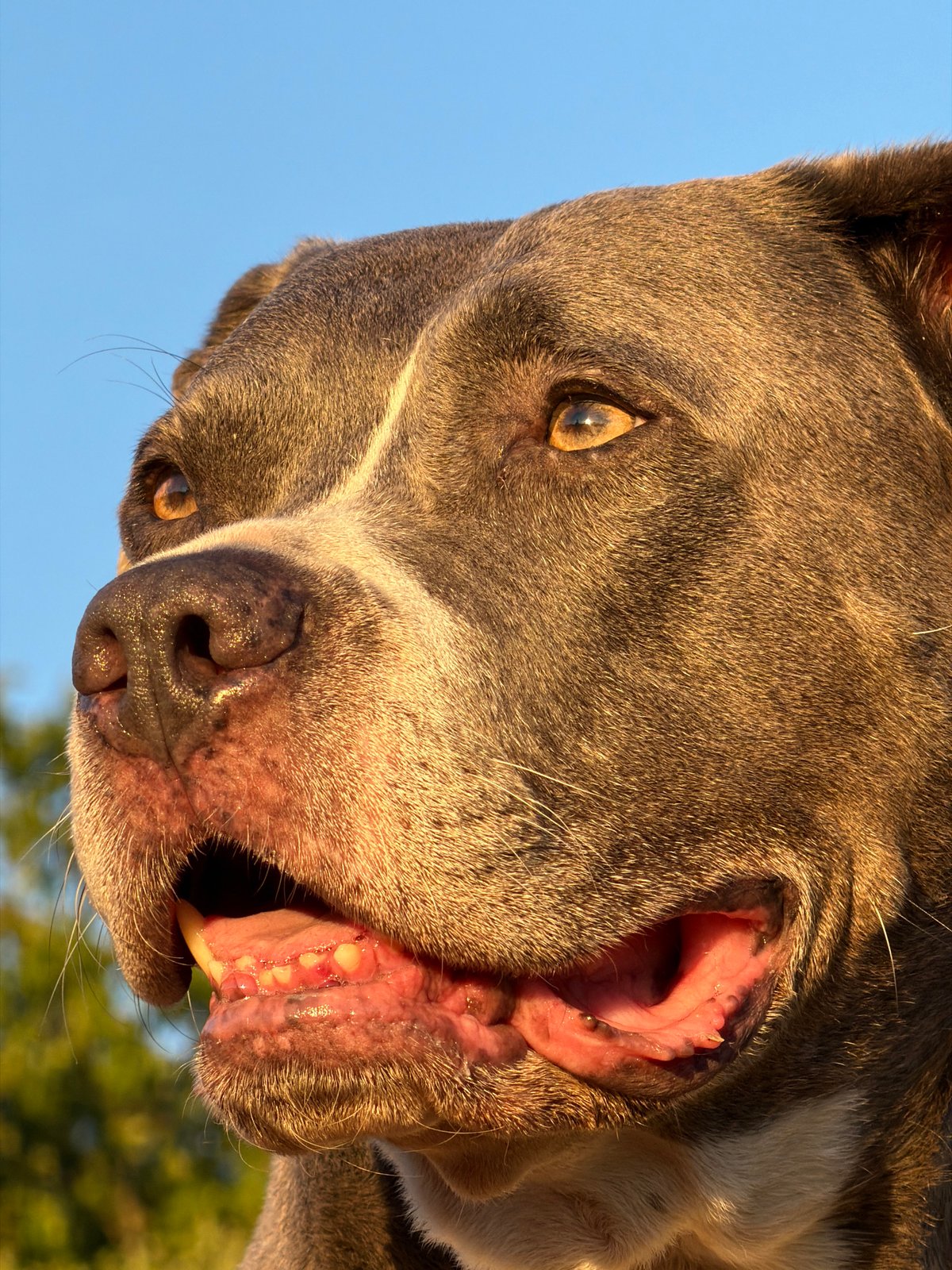 Dog and golden hour light in Esch-sur-Alzette